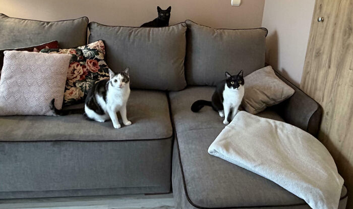 Meet The Secret Cat Club Plotting Stuff (We’re Guessing World Domination?)