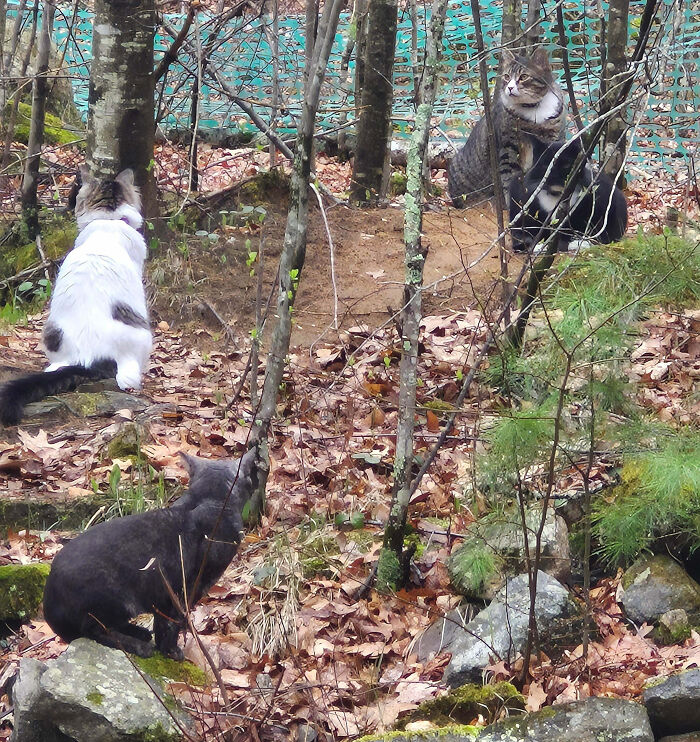 Meet The Secret Cat Club Plotting Stuff (We’re Guessing World Domination?)