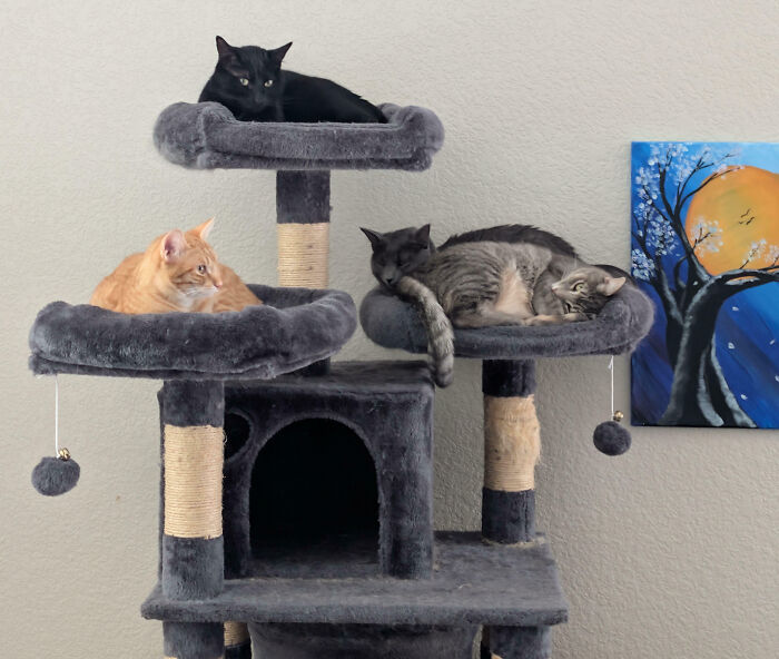 Meet The Secret Cat Club Plotting Stuff (We’re Guessing World Domination?)