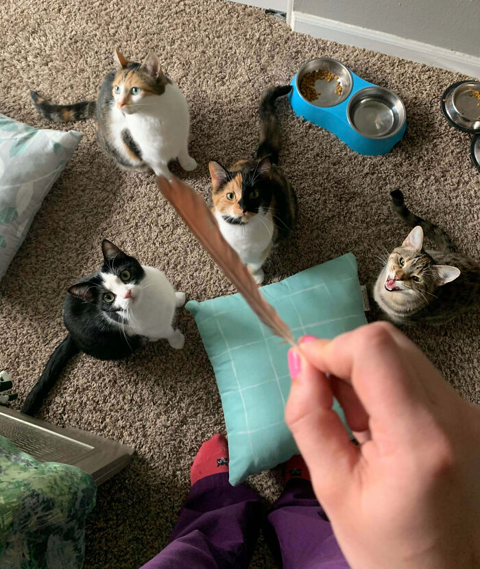 Meet The Secret Cat Club Plotting Stuff (We’re Guessing World Domination?)