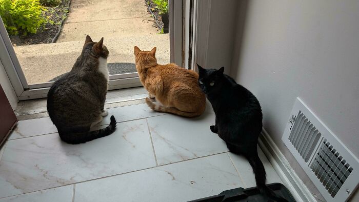 Meet The Secret Cat Club Plotting Stuff (We’re Guessing World Domination?)