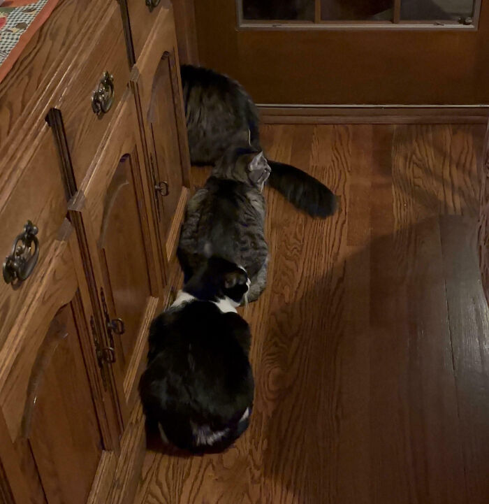 Meet The Secret Cat Club Plotting Stuff (We’re Guessing World Domination?)