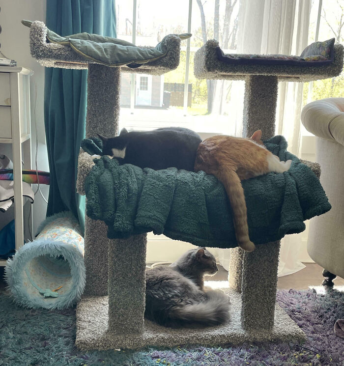 Meet The Secret Cat Club Plotting Stuff (We’re Guessing World Domination?)