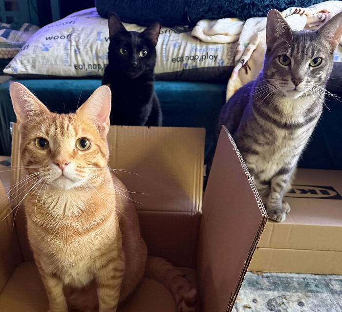 Meet The Secret Cat Club Plotting Stuff (We’re Guessing World Domination?)