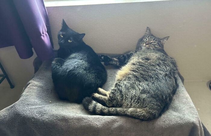 Meet The Secret Cat Club Plotting Stuff (We’re Guessing World Domination?)