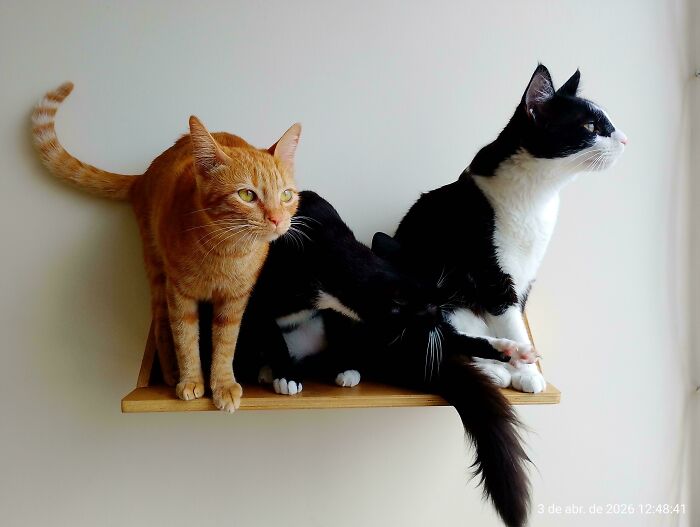 Meet The Secret Cat Club Plotting Stuff (We’re Guessing World Domination?)