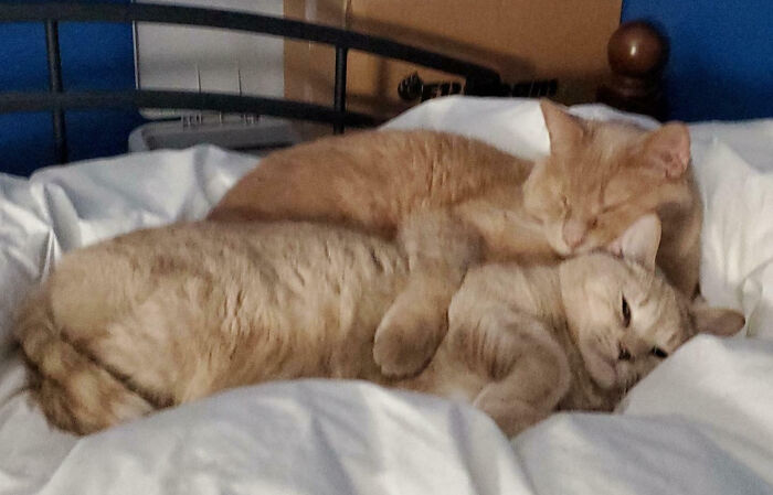 Meet The Secret Cat Club Plotting Stuff (We’re Guessing World Domination?)
