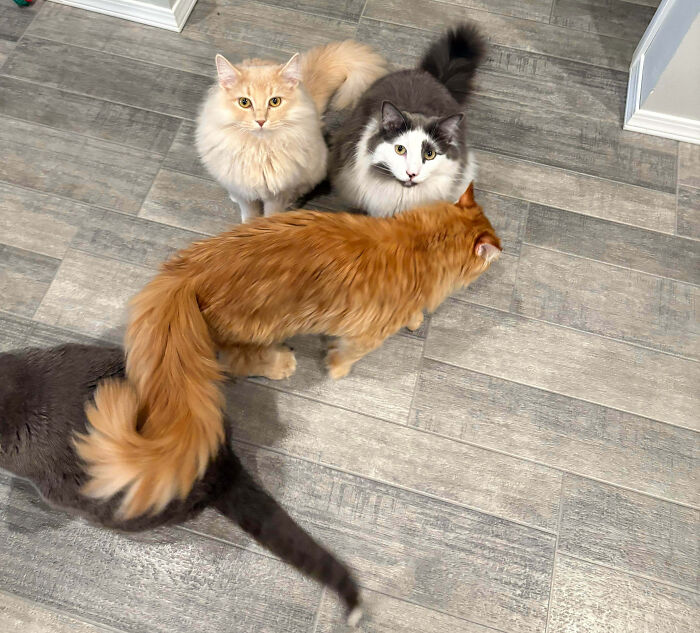 Meet The Secret Cat Club Plotting Stuff (We’re Guessing World Domination?)