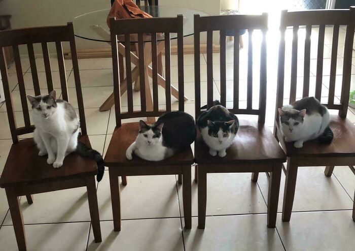 Meet The Secret Cat Club Plotting Stuff (We’re Guessing World Domination?)