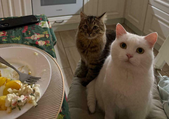 Meet The Secret Cat Club Plotting Stuff (We’re Guessing World Domination?)