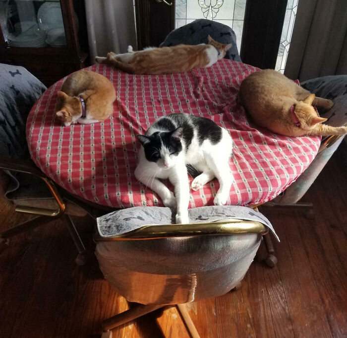 Meet The Secret Cat Club Plotting Stuff (We’re Guessing World Domination?)