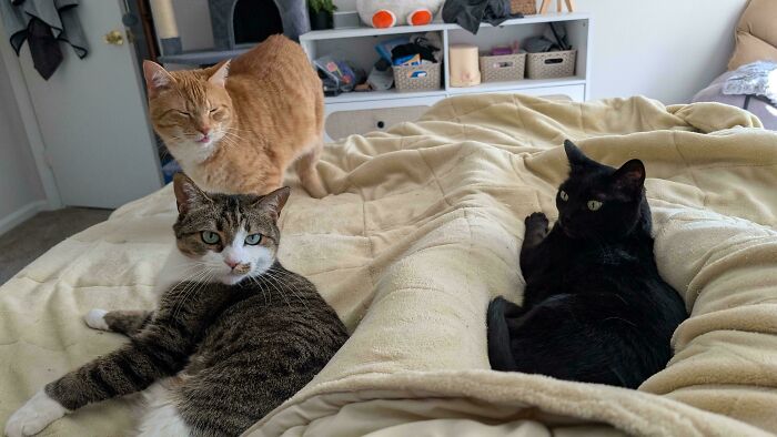 Meet The Secret Cat Club Plotting Stuff (We’re Guessing World Domination?)