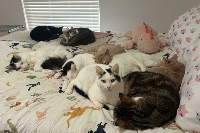 Meet The Secret Cat Club Plotting Stuff (We’re Guessing World Domination?)