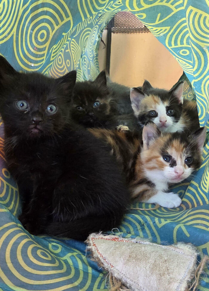 Meet The Secret Cat Club Plotting Stuff (We’re Guessing World Domination?)