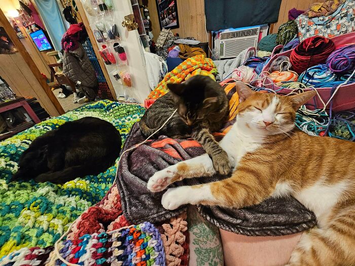 Meet The Secret Cat Club Plotting Stuff (We’re Guessing World Domination?)