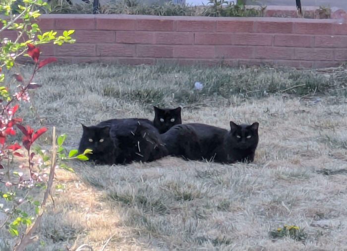Meet The Secret Cat Club Plotting Stuff (We’re Guessing World Domination?)