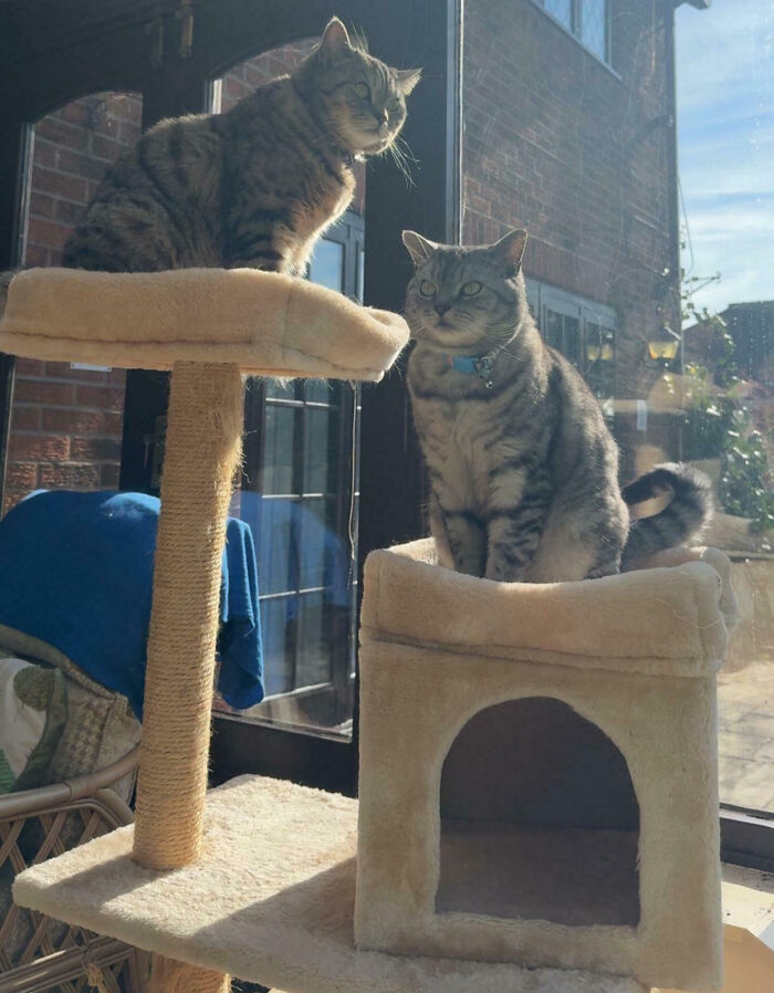 Meet The Secret Cat Club Plotting Stuff (We’re Guessing World Domination?)