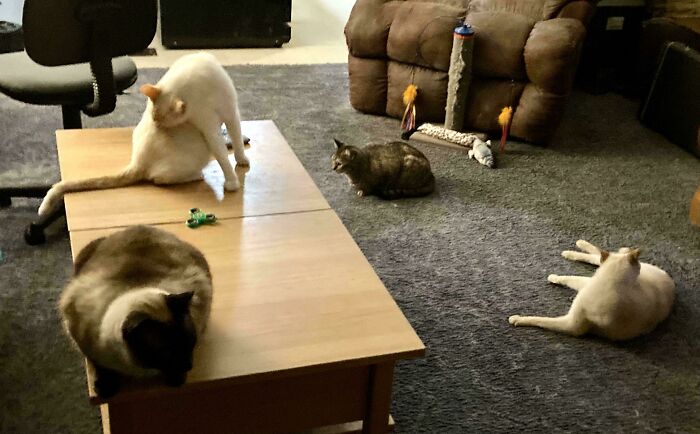 Meet The Secret Cat Club Plotting Stuff (We’re Guessing World Domination?)