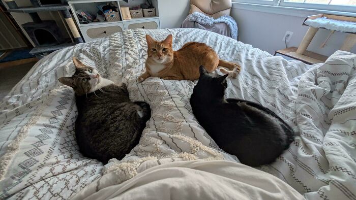 Meet The Secret Cat Club Plotting Stuff (We’re Guessing World Domination?)