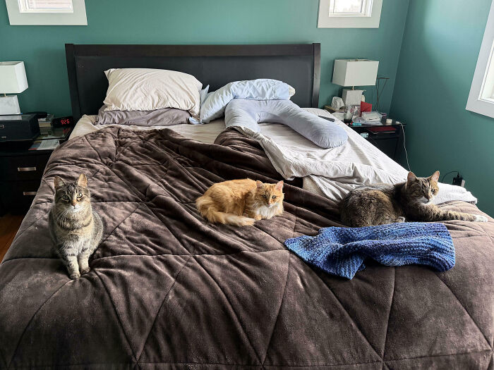 Meet The Secret Cat Club Plotting Stuff (We’re Guessing World Domination?)