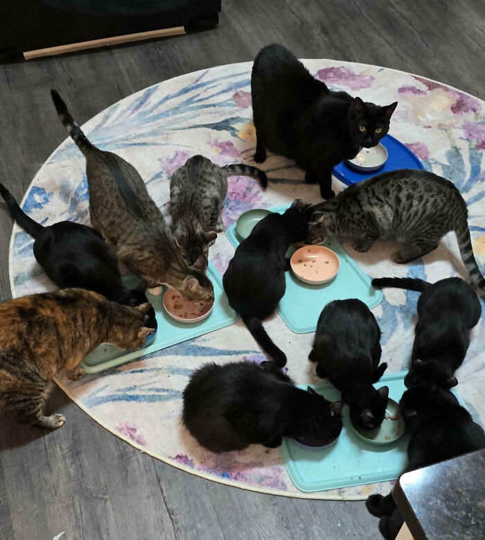 Meet The Secret Cat Club Plotting Stuff (We’re Guessing World Domination?)