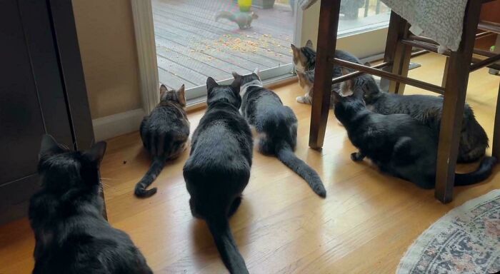 Meet The Secret Cat Club Plotting Stuff (We’re Guessing World Domination?)