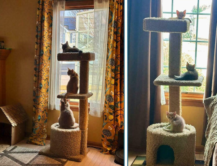 Meet The Secret Cat Club Plotting Stuff (We’re Guessing World Domination?)