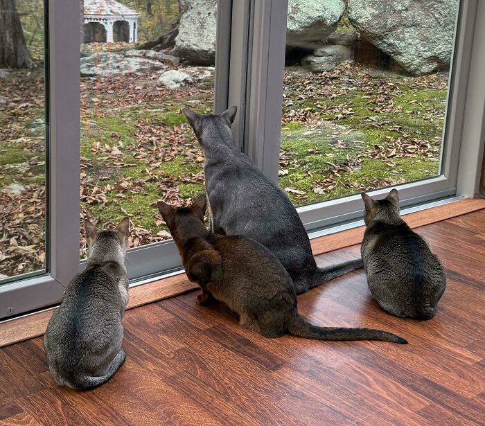Meet The Secret Cat Club Plotting Stuff (We’re Guessing World Domination?)
