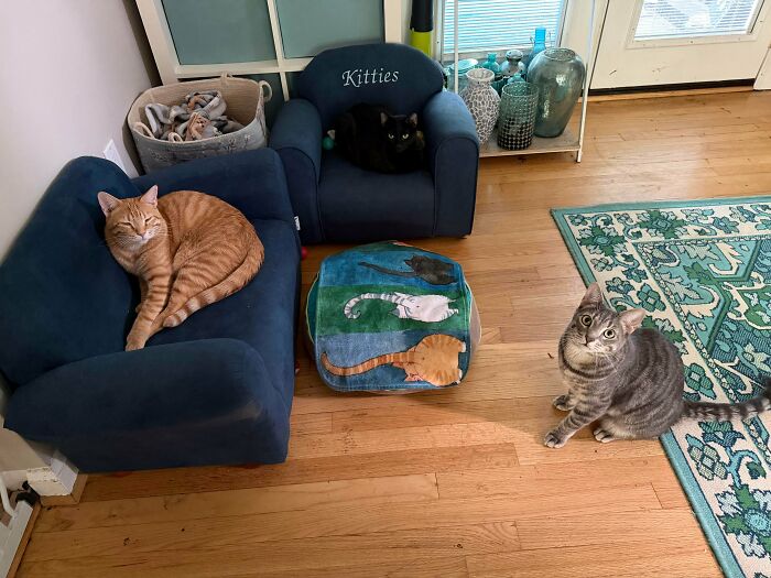 Meet The Secret Cat Club Plotting Stuff (We’re Guessing World Domination?)