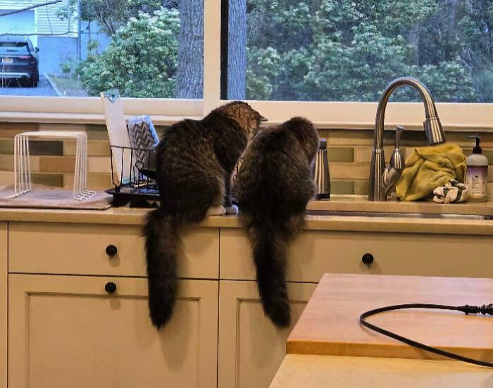 Meet The Secret Cat Club Plotting Stuff (We’re Guessing World Domination?)
