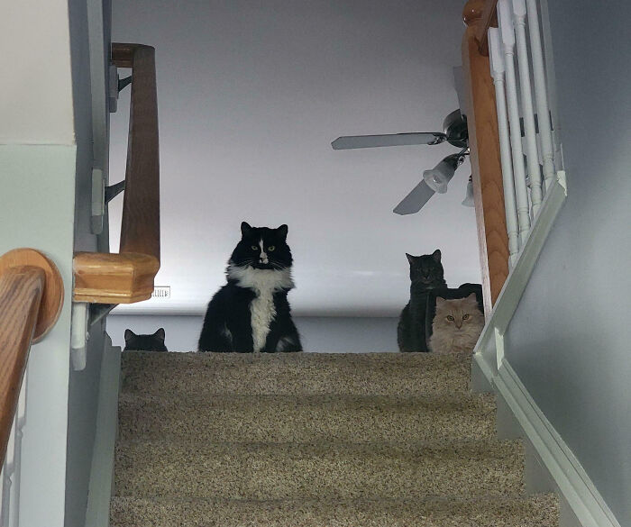 Meet The Secret Cat Club Plotting Stuff (We’re Guessing World Domination?)