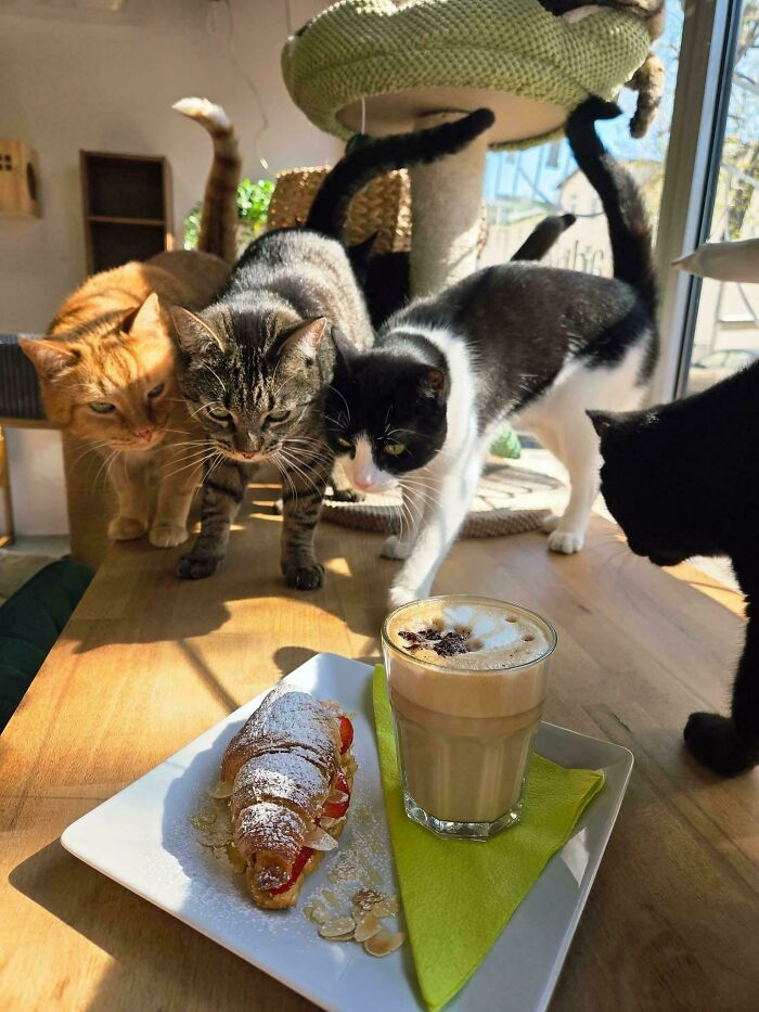 Meet The Secret Cat Club Plotting Stuff (We’re Guessing World Domination?)