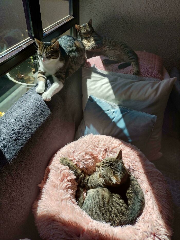 Meet The Secret Cat Club Plotting Stuff (We’re Guessing World Domination?)