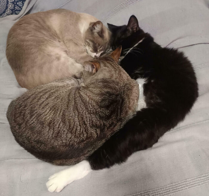 Meet The Secret Cat Club Plotting Stuff (We’re Guessing World Domination?)