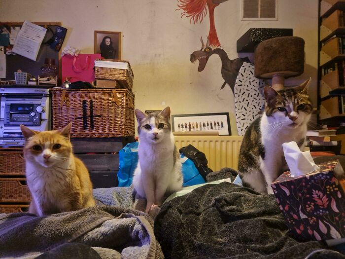 Meet The Secret Cat Club Plotting Stuff (We’re Guessing World Domination?)