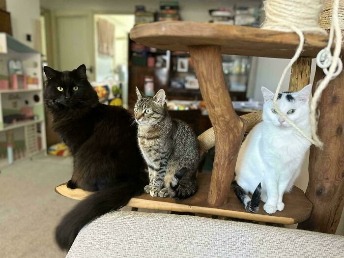 Meet The Secret Cat Club Plotting Stuff (We’re Guessing World Domination?)