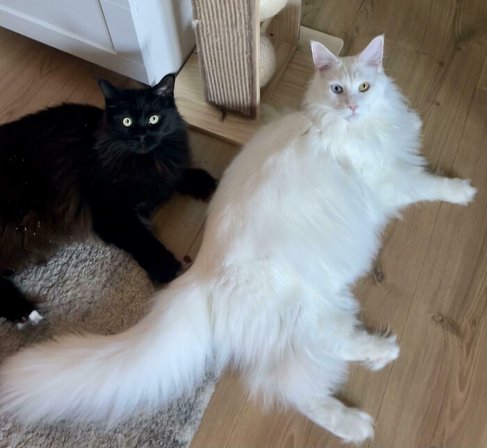 Meet The Secret Cat Club Plotting Stuff (We’re Guessing World Domination?)