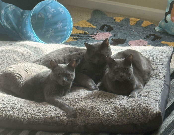 Meet The Secret Cat Club Plotting Stuff (We’re Guessing World Domination?)