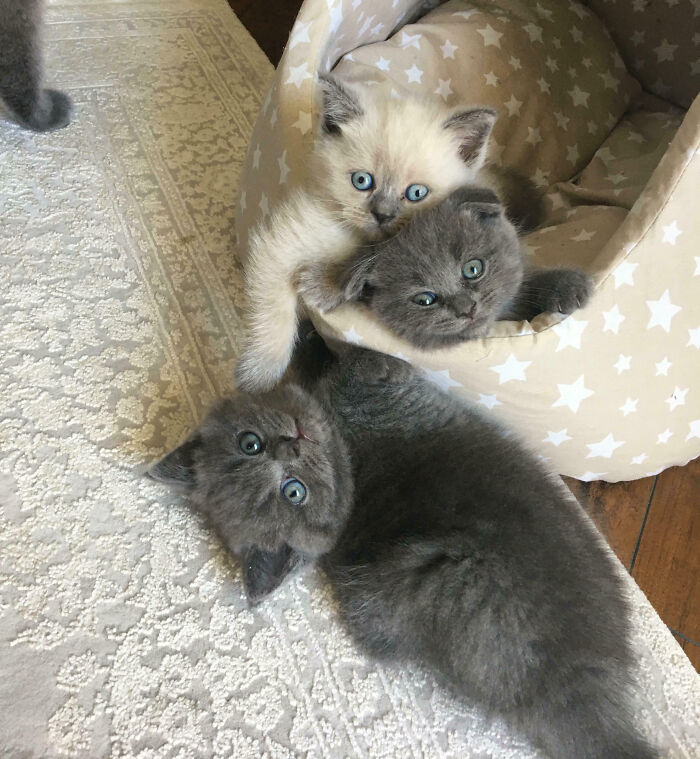 Meet The Secret Cat Club Plotting Stuff (We’re Guessing World Domination?)