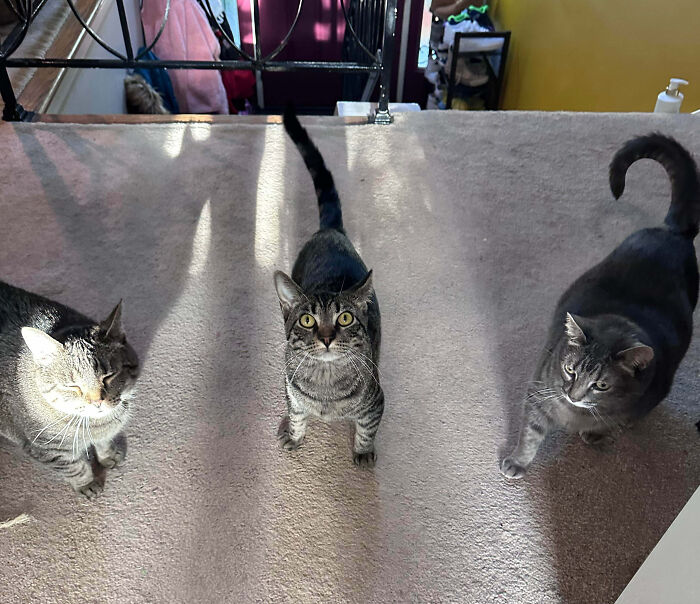 Meet The Secret Cat Club Plotting Stuff (We’re Guessing World Domination?)
