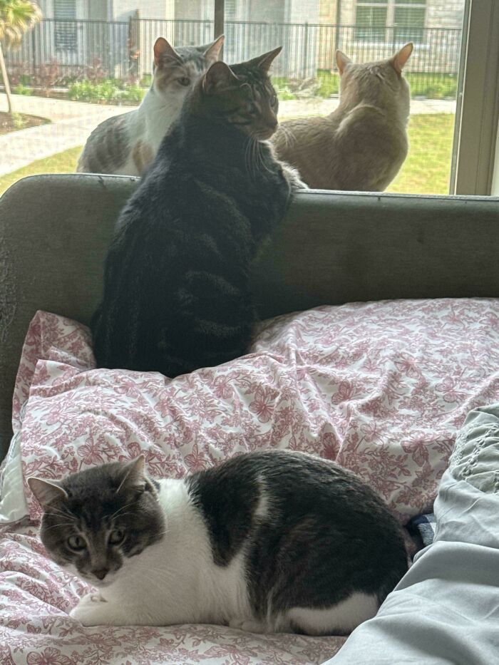 Meet The Secret Cat Club Plotting Stuff (We’re Guessing World Domination?)