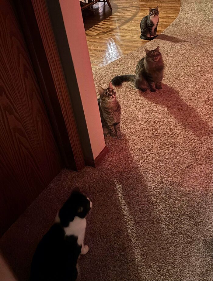 Meet The Secret Cat Club Plotting Stuff (We’re Guessing World Domination?)