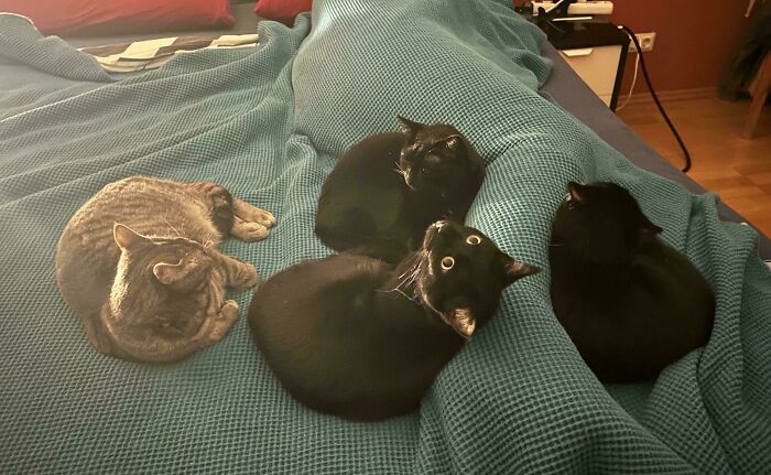 Meet The Secret Cat Club Plotting Stuff (We’re Guessing World Domination?)