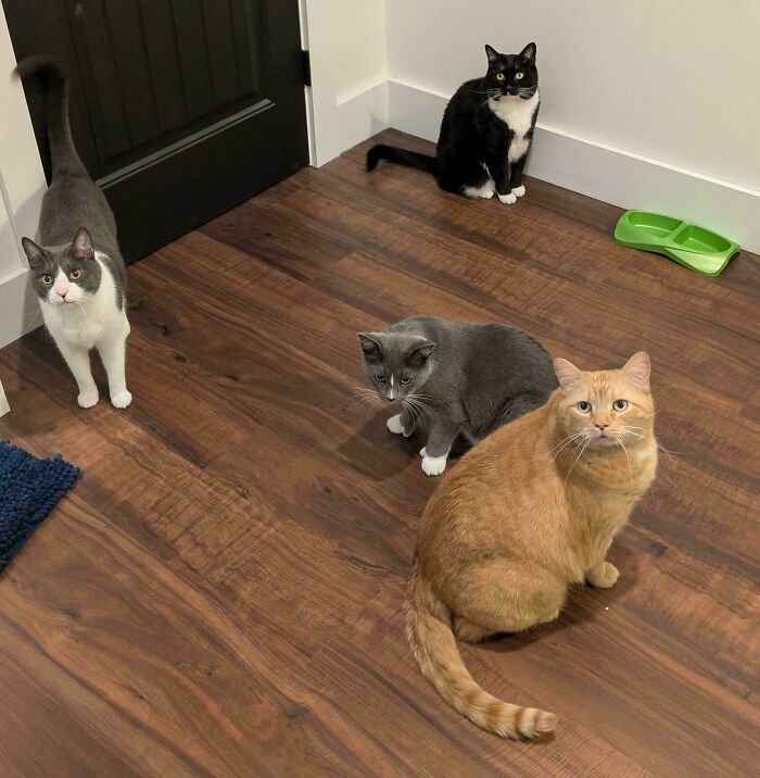 Meet The Secret Cat Club Plotting Stuff (We’re Guessing World Domination?)