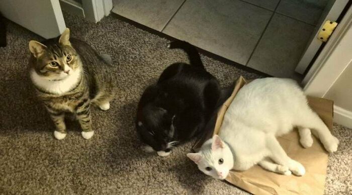 Meet The Secret Cat Club Plotting Stuff (We’re Guessing World Domination?)