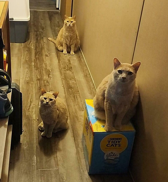 Meet The Secret Cat Club Plotting Stuff (We’re Guessing World Domination?)