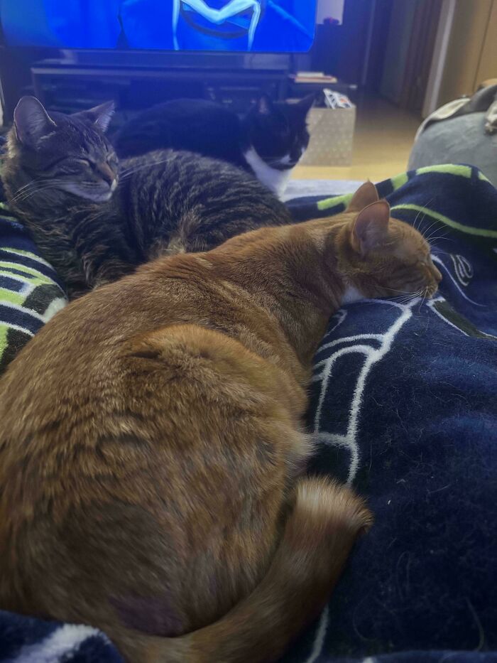 Meet The Secret Cat Club Plotting Stuff (We’re Guessing World Domination?)