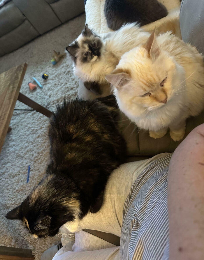 Meet The Secret Cat Club Plotting Stuff (We’re Guessing World Domination?)