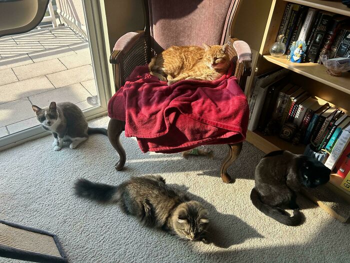 Meet The Secret Cat Club Plotting Stuff (We’re Guessing World Domination?)