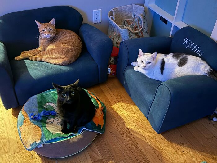 Meet The Secret Cat Club Plotting Stuff (We’re Guessing World Domination?)
